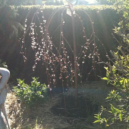 Glen Waverly Farmstay Glen Innes Esterno foto
